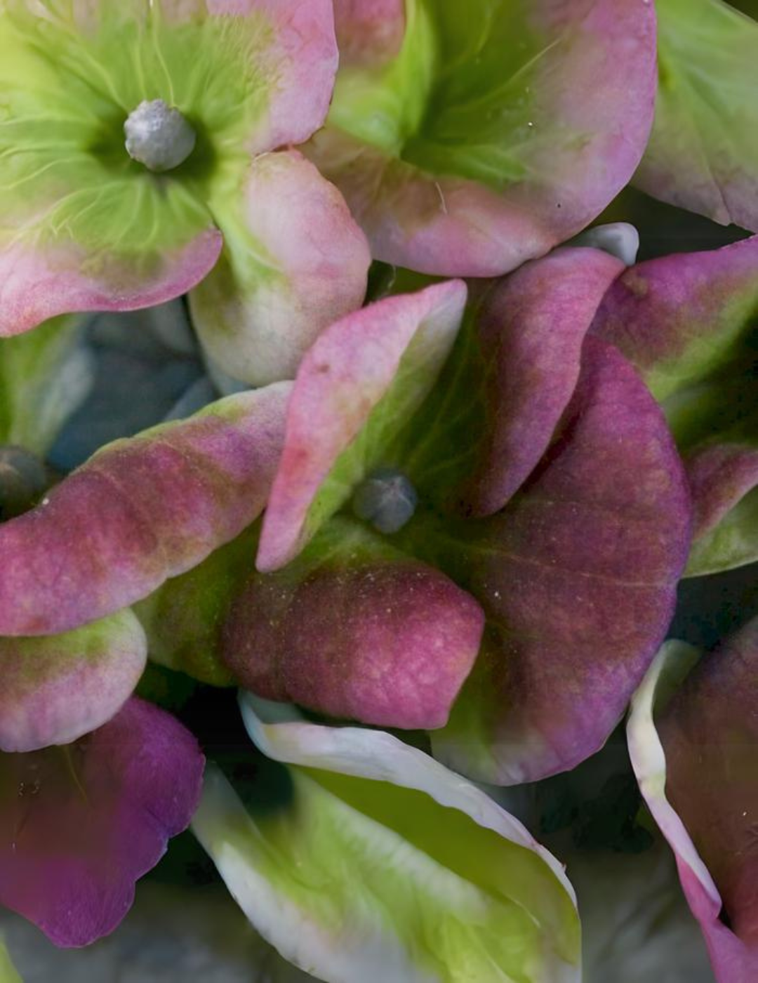 Hydrangea Magical Ortensia