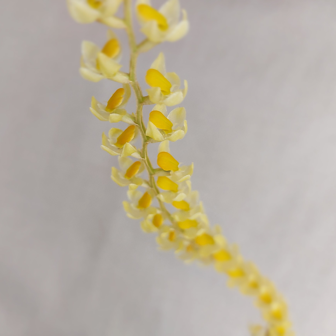 Dendrochilum Cobbianum