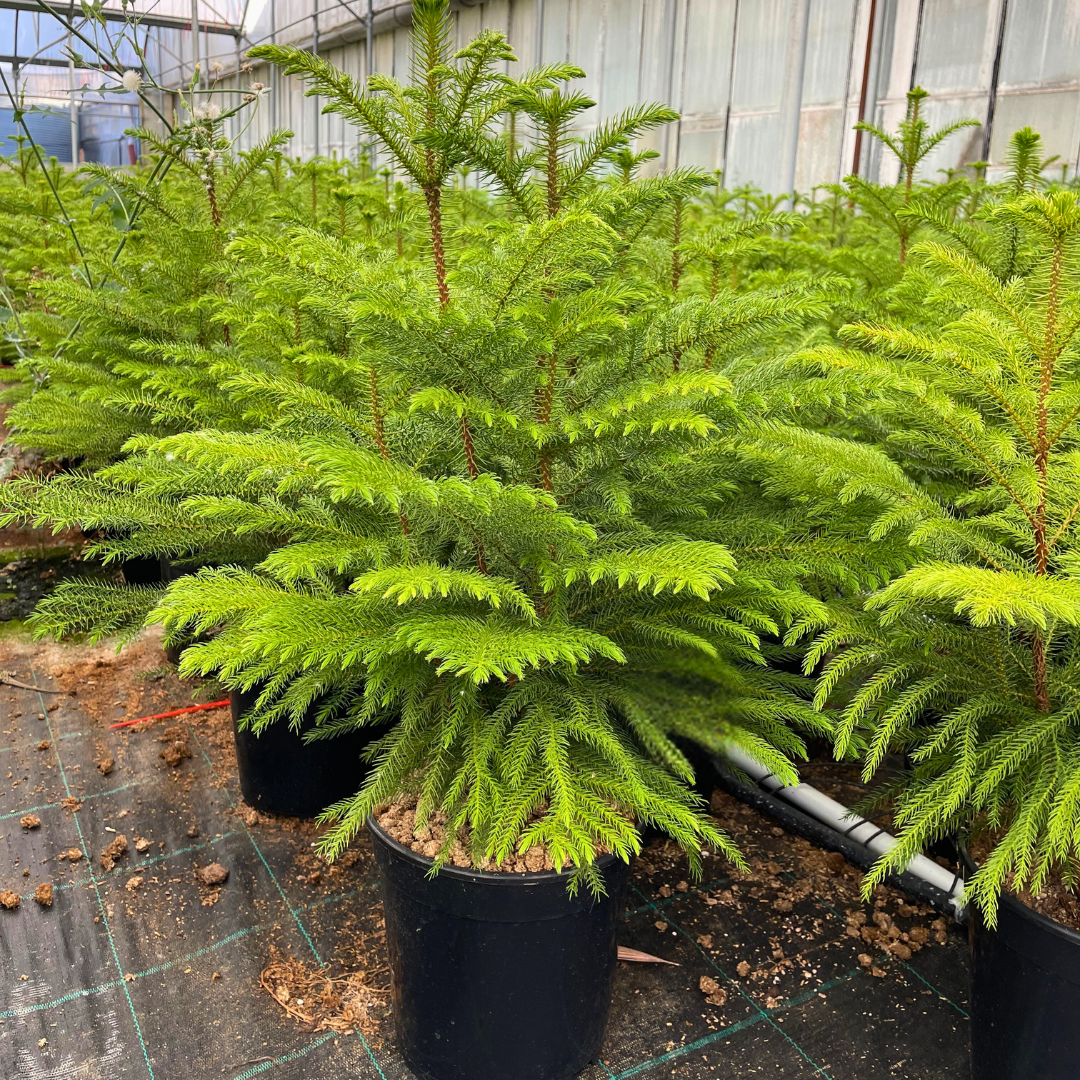 Araucaria Excelsa