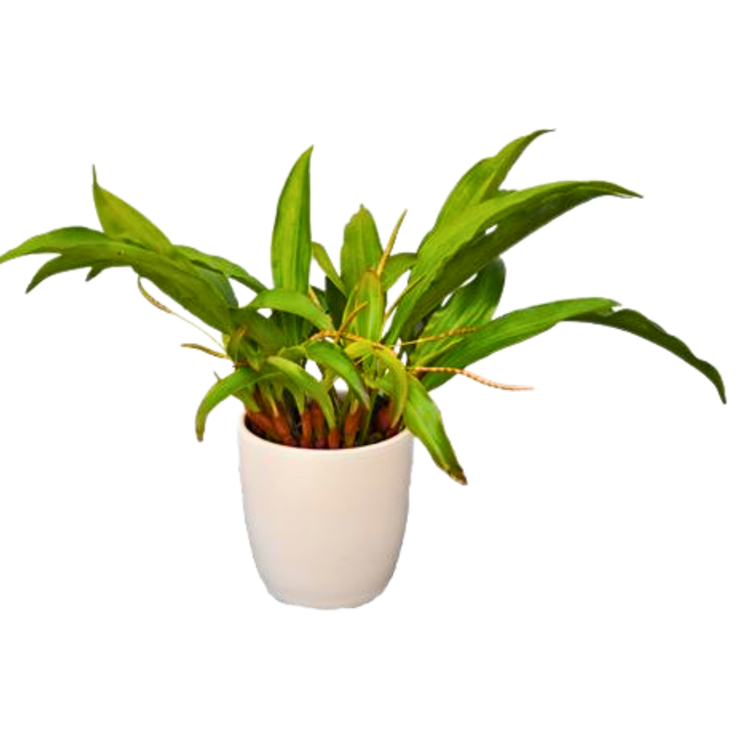 Dendrochilum Glumaceum