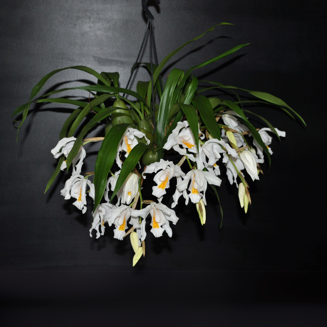 Coelogyne Cristata