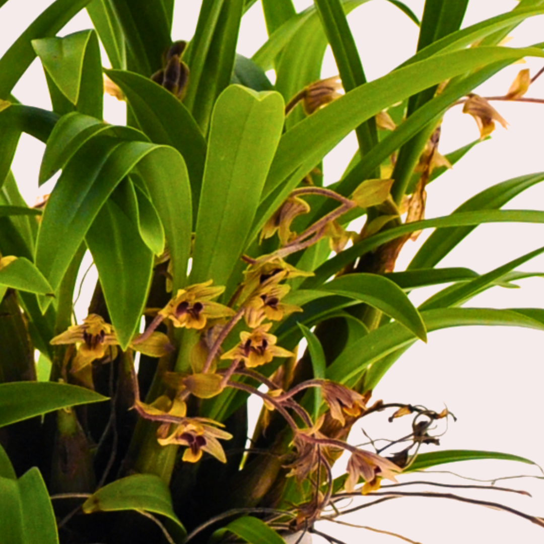 Dendrobium Leonie