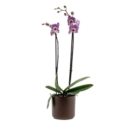 Phalaenopsis Impulsive Ă12