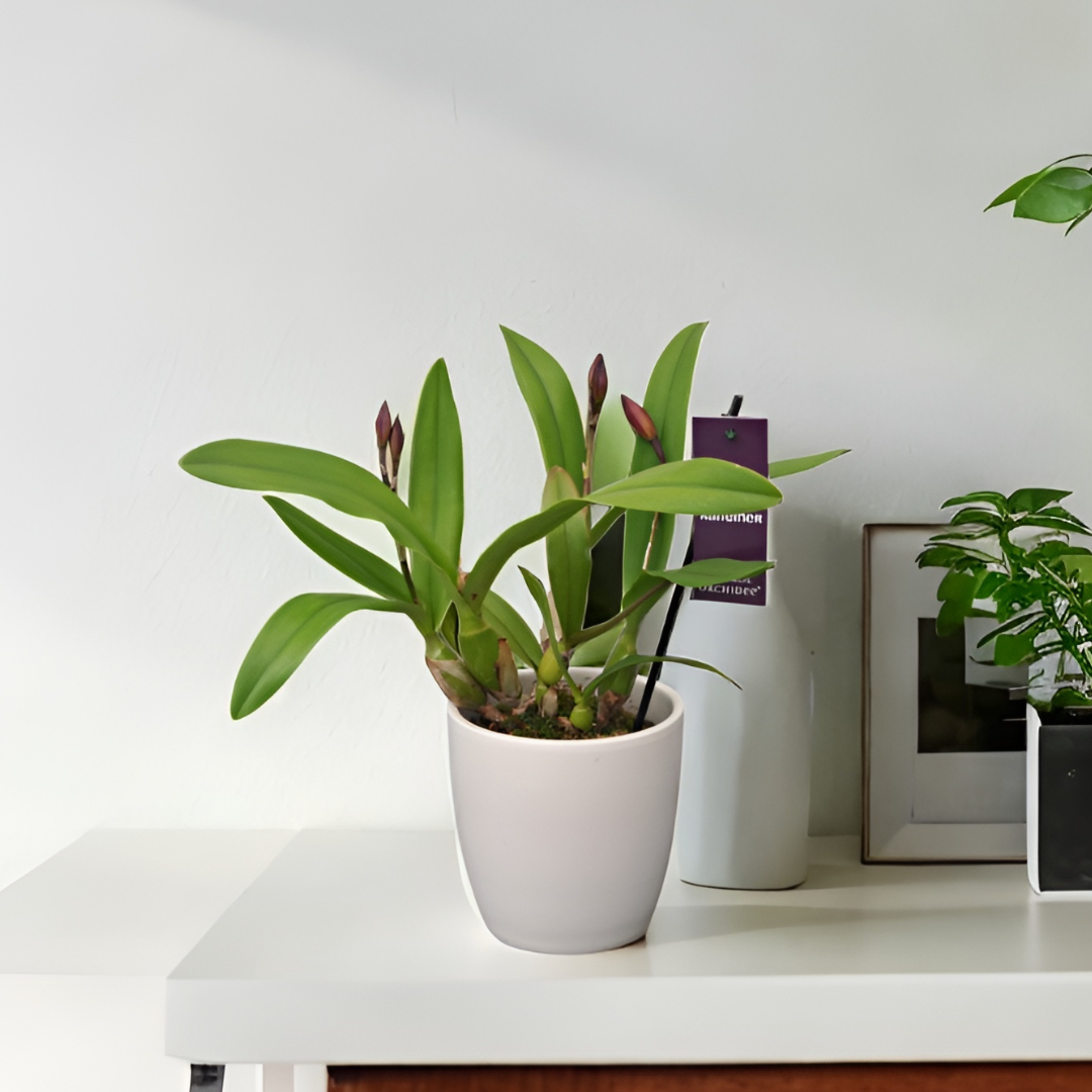 Cattleya Julia Beit