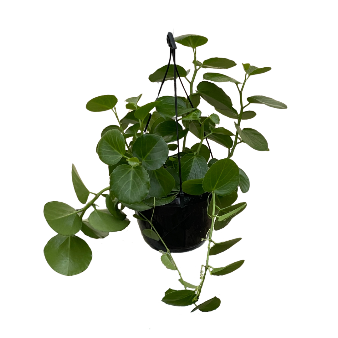 Cissus Rotundifolia