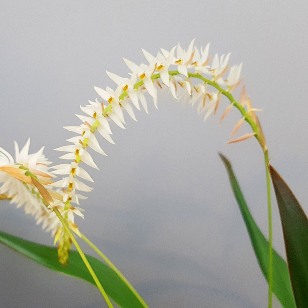 Dendrochilum Glumaceum