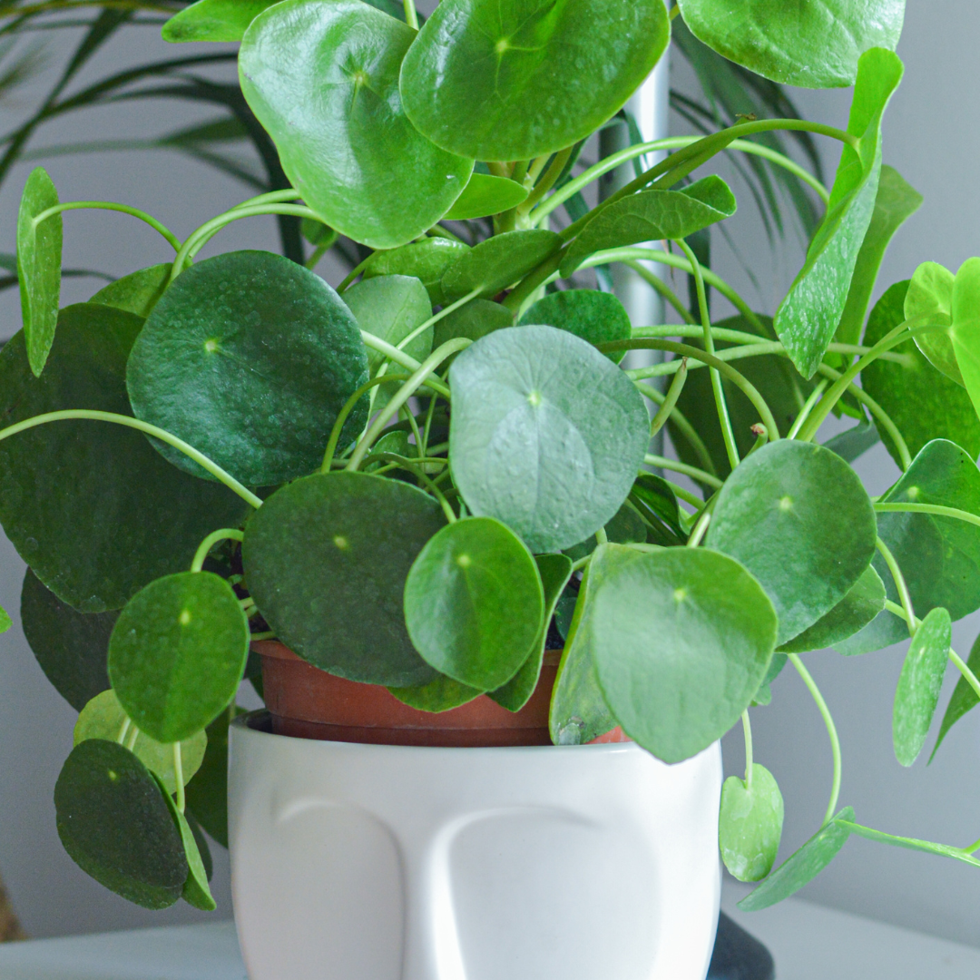 Pilea Peperomioides Ø14