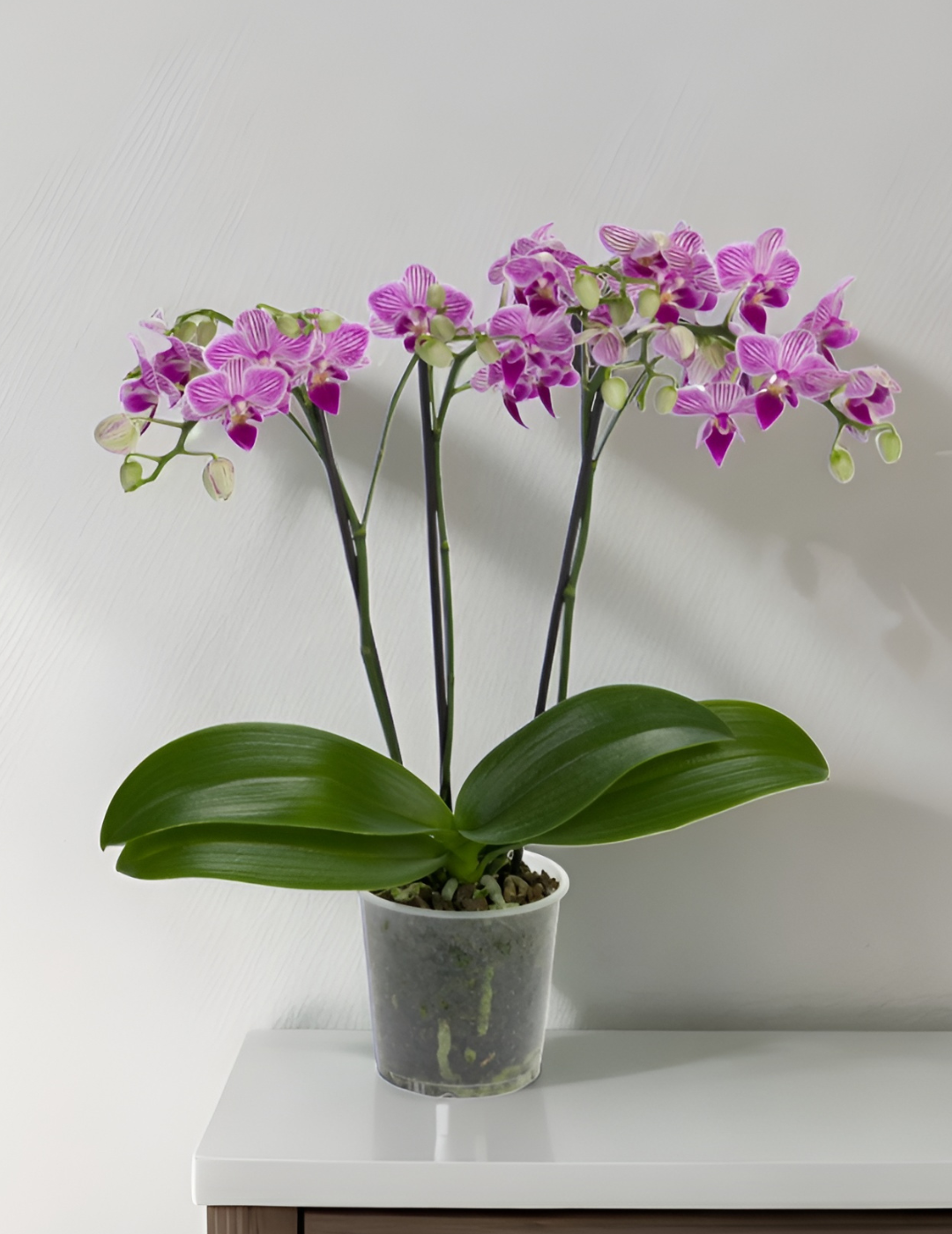 Phalaenopsis Lollipop Ø9