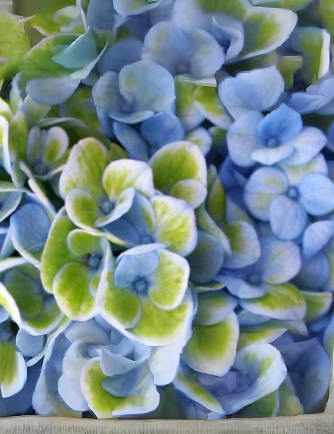 Hydrangea Magical Ortensia