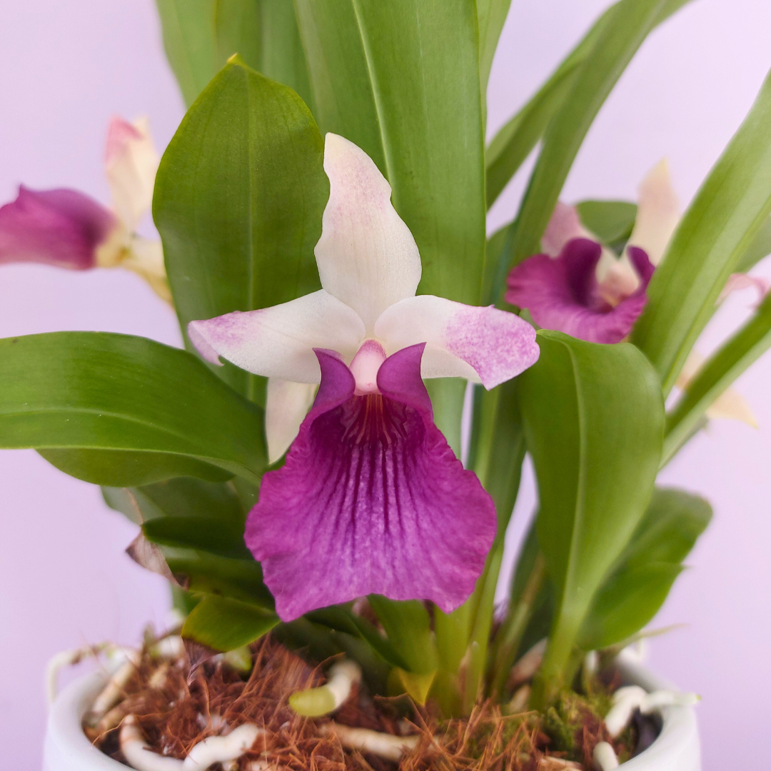 Cochleanthes Ø9