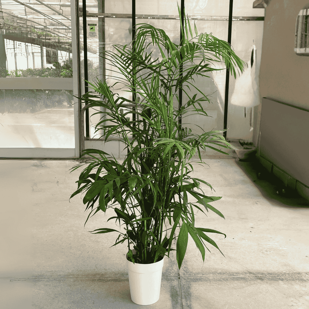 Chamaedorea Seifritzii