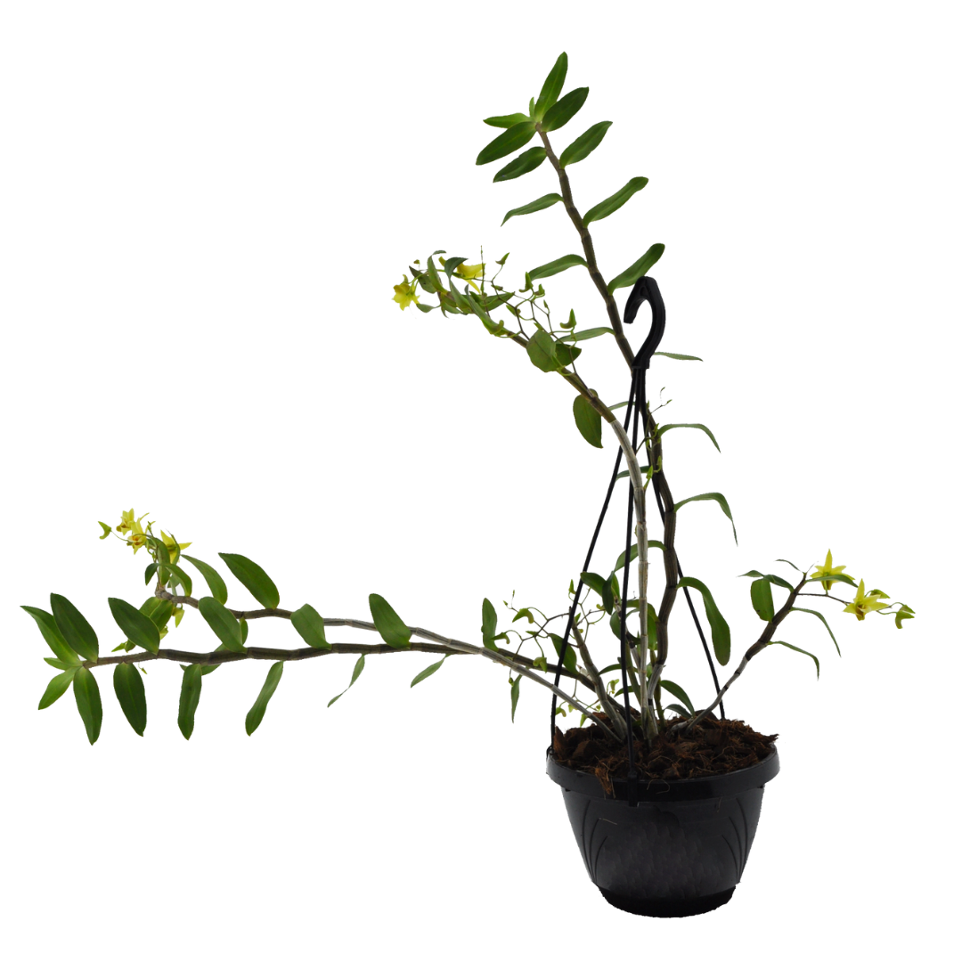 Dendrobium Catenatum