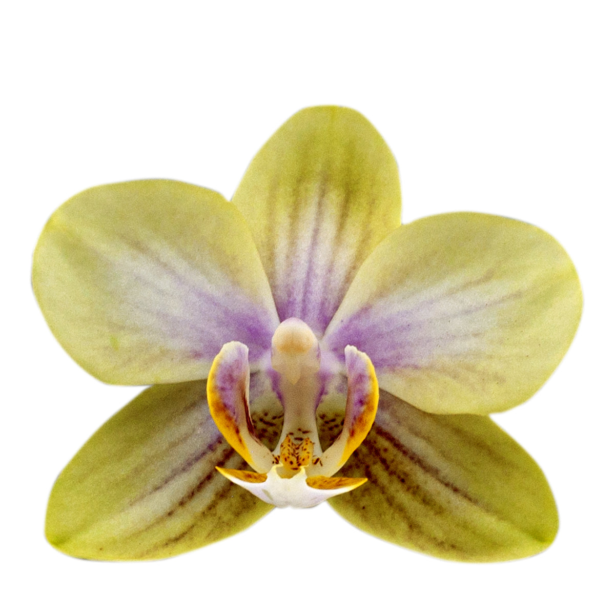 Phalaenopsis Gloria Ă12