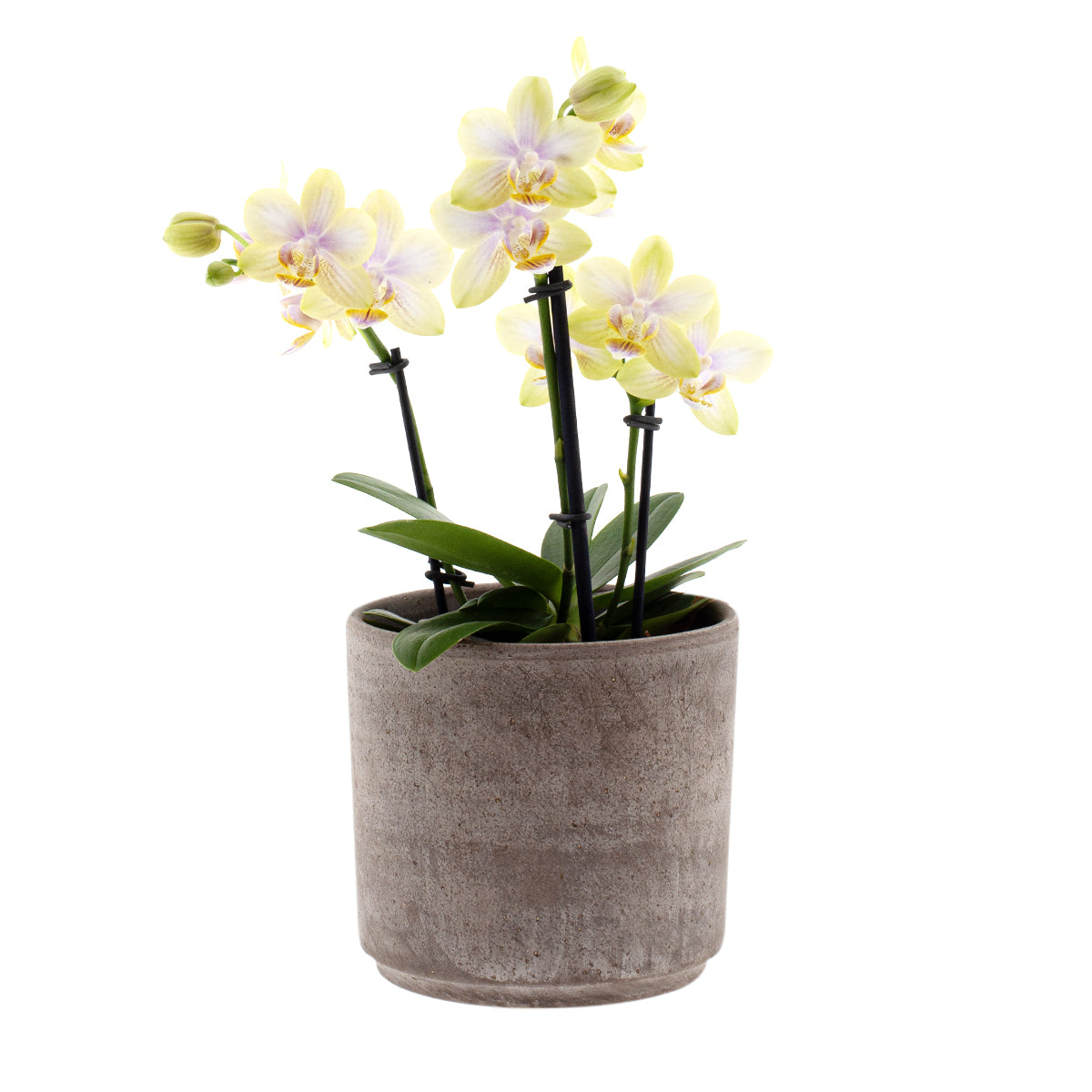 Phalaenopsis Gloria Ă12