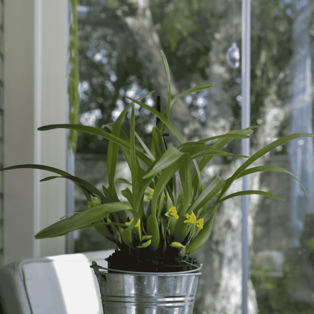 Maxillaria Variabilis