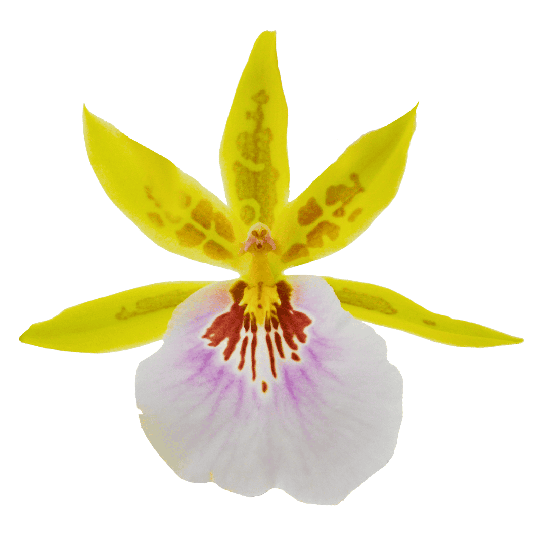 Miltonia Sunset