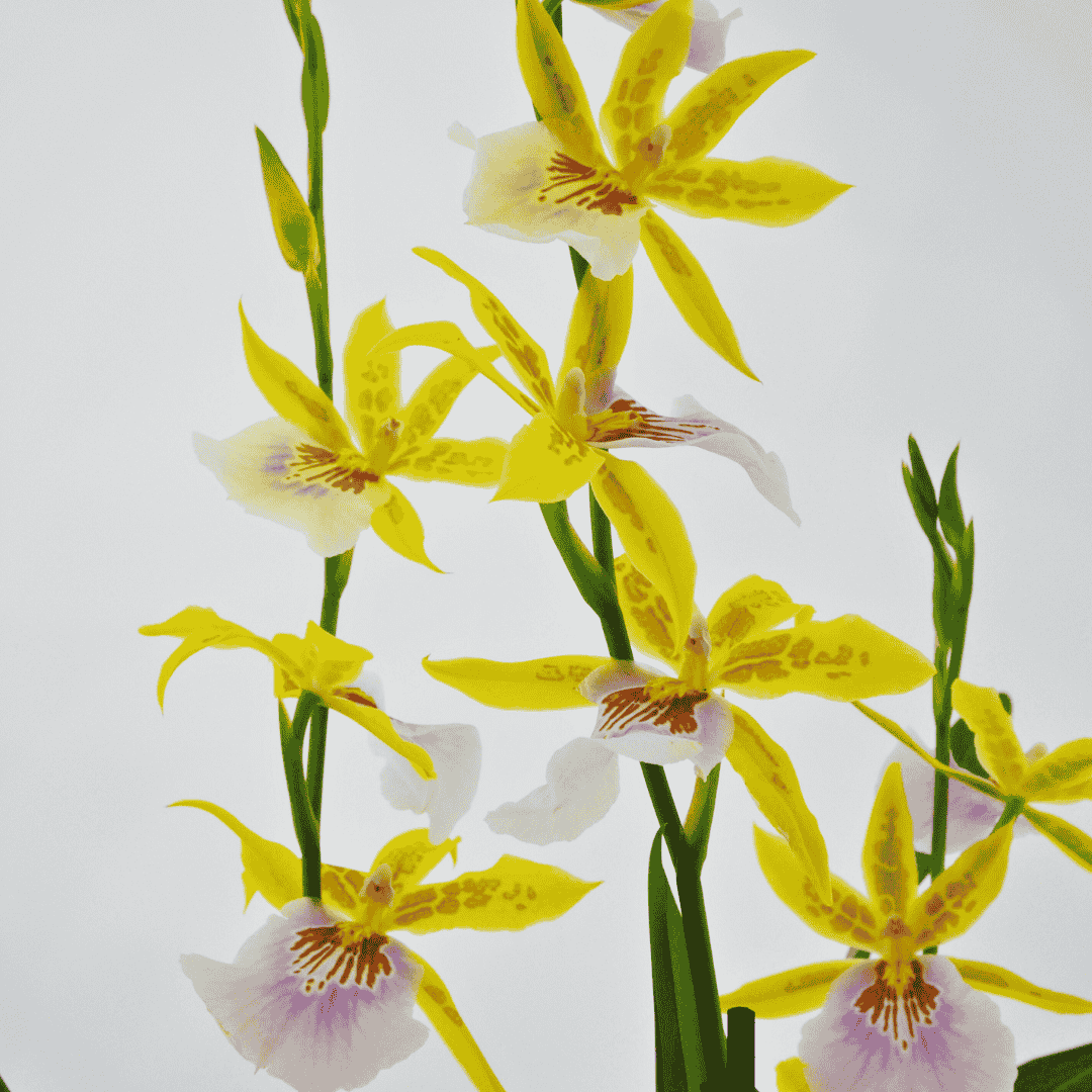 Miltonia Sunset