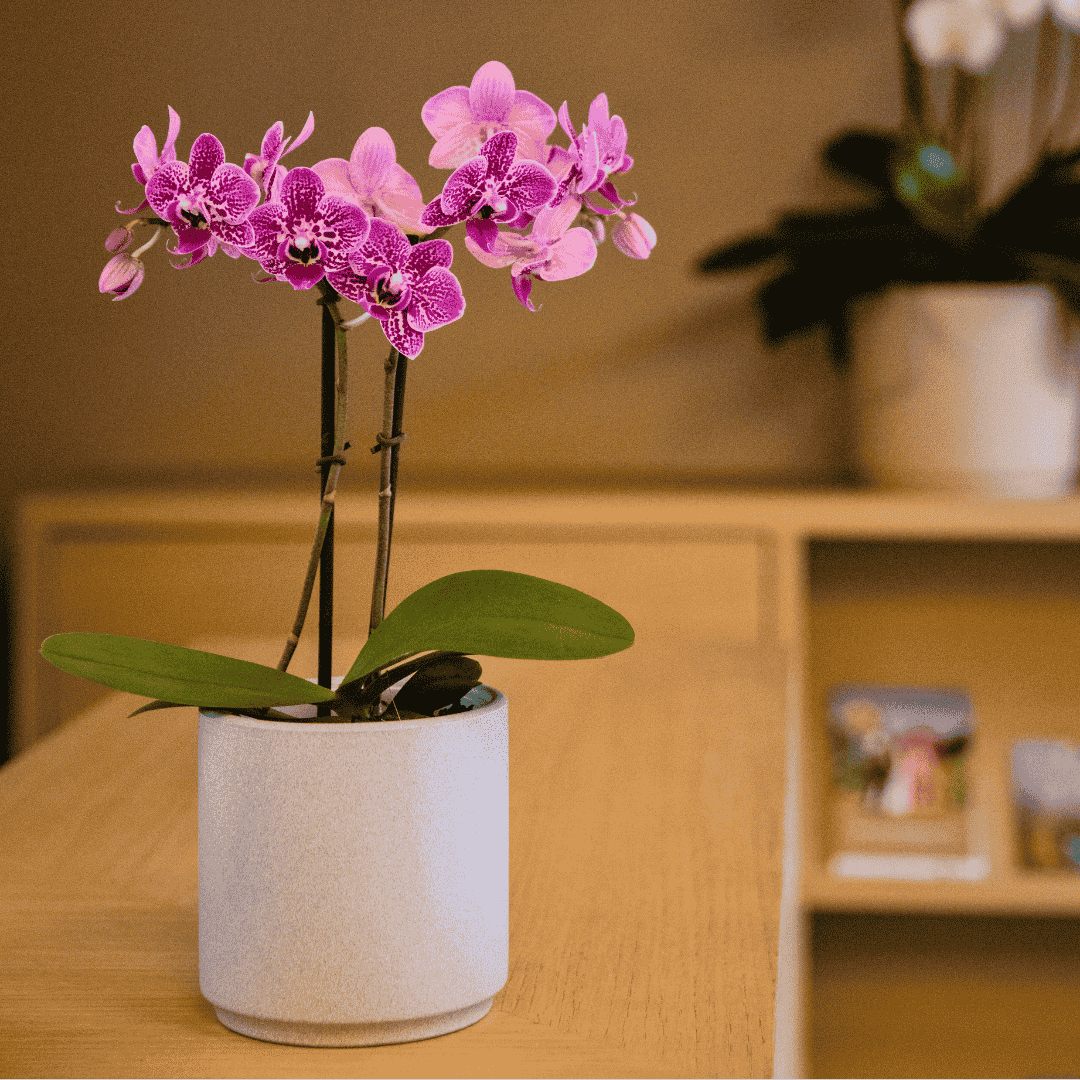 Phalaenopsis Sole Ø9
