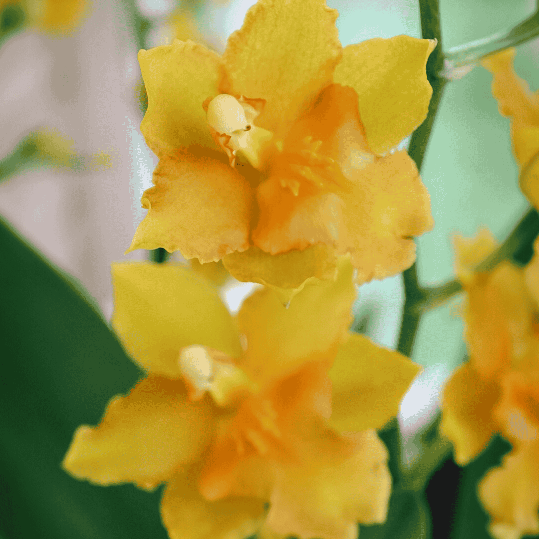 Odontocidium Birgit