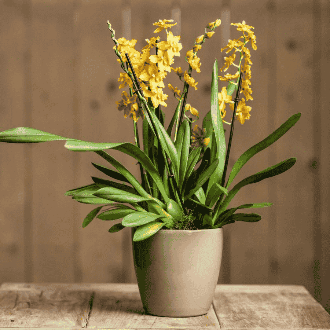 Odontocidium Birgit