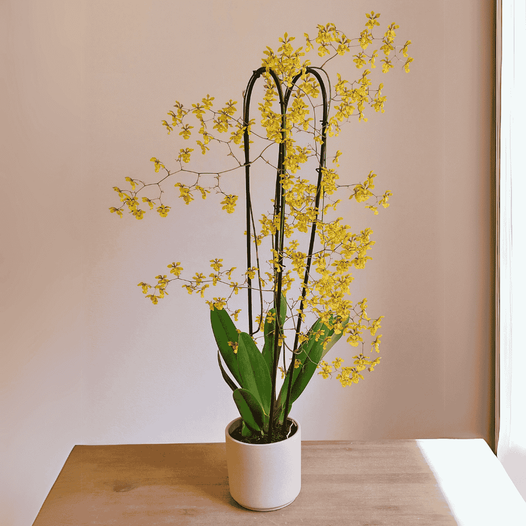 Oncidium Robustissimum