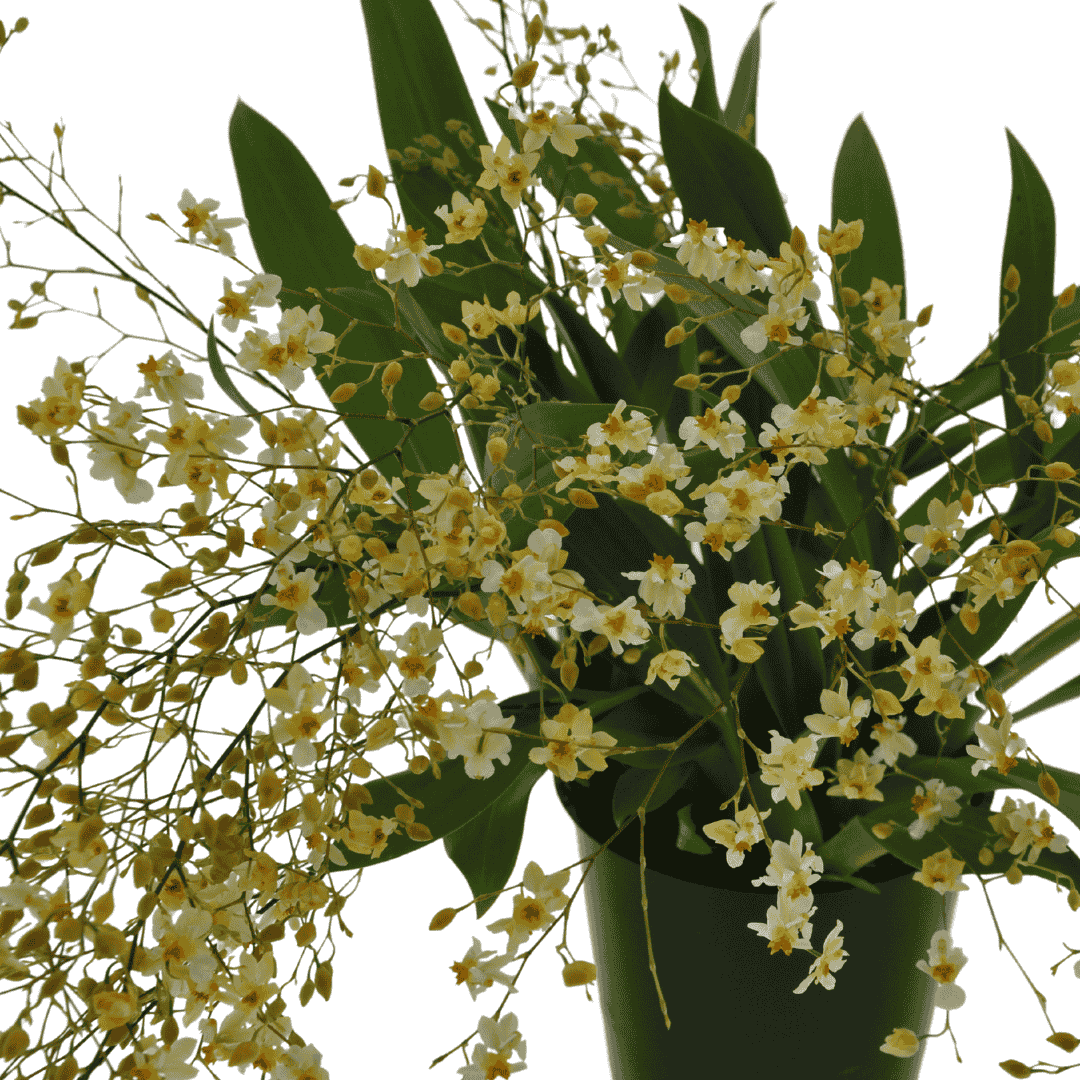 Oncidium Twinkle Jasmin