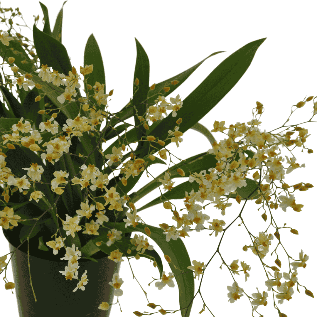 Oncidium Twinkle Jasmin