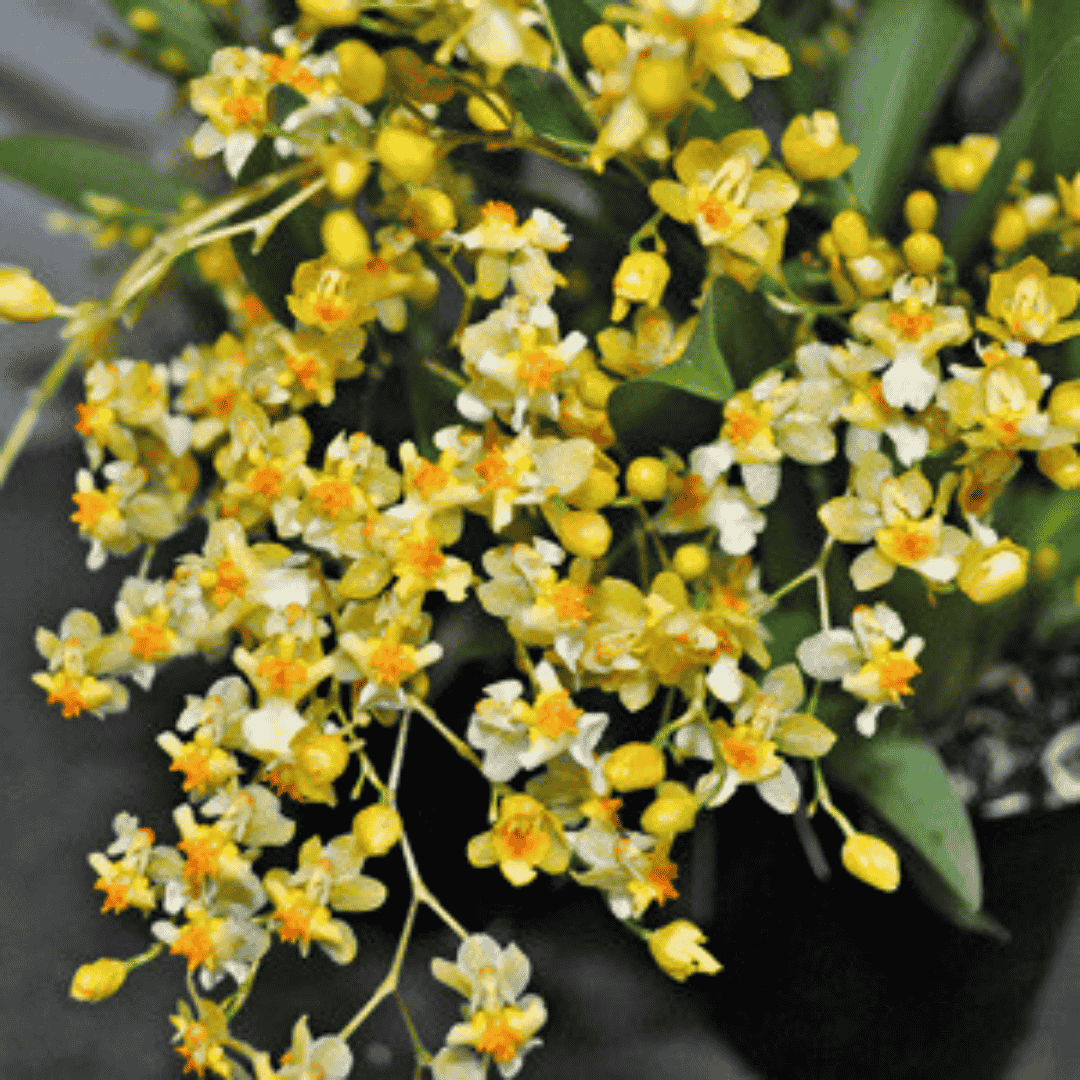 Oncidium Twinkle Jasmin