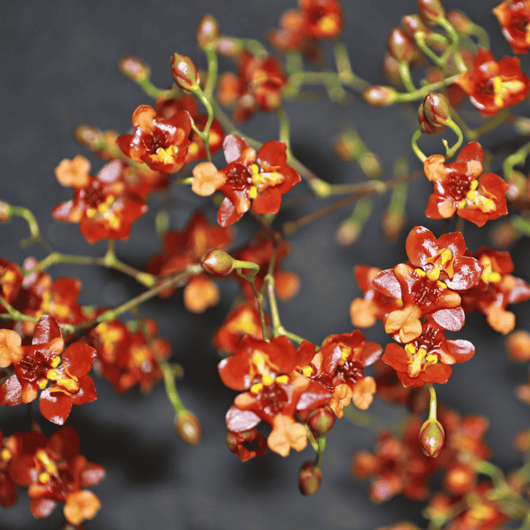 Oncidium Twinkle Rosso
