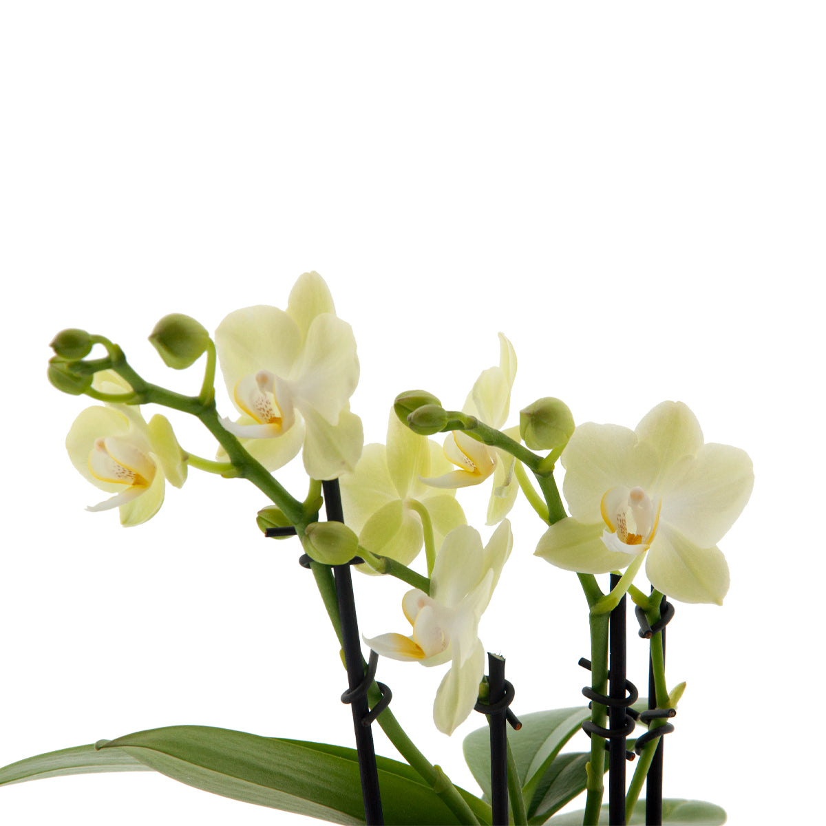 Phalaenopsis Golden Story Ø9