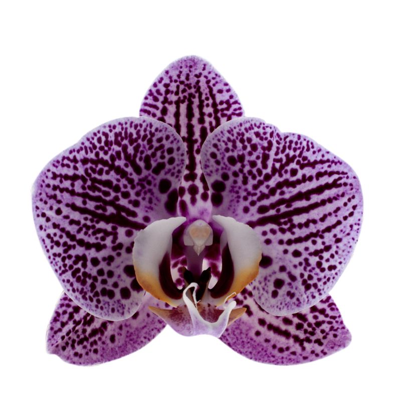 Phalaenopsis Impulsive Ă12