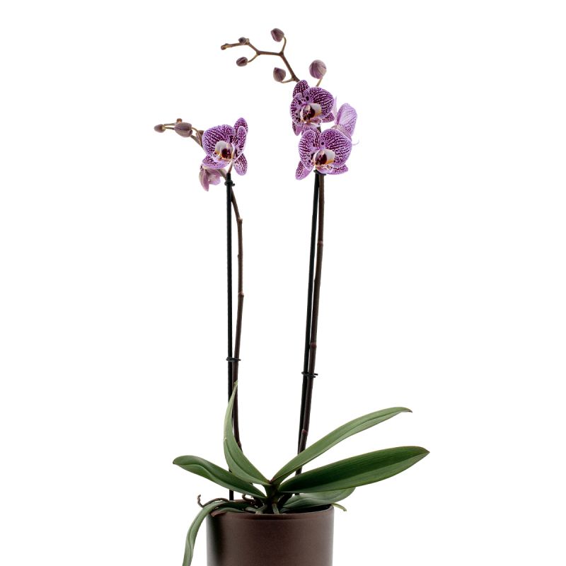 Phalaenopsis Impulsive Ă12