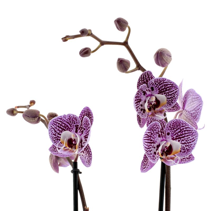 Phalaenopsis Impulsive Ă12