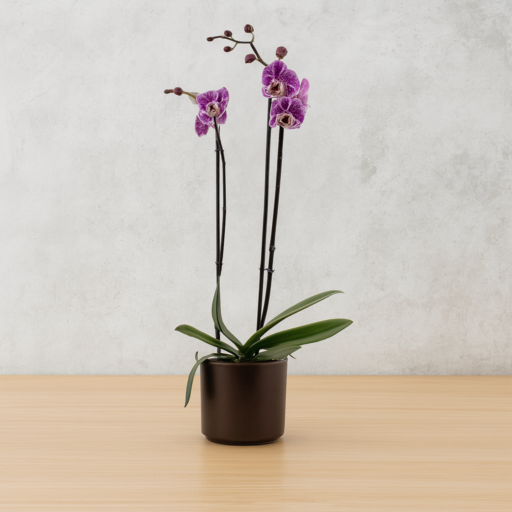 Phalaenopsis Impulsive Ă12