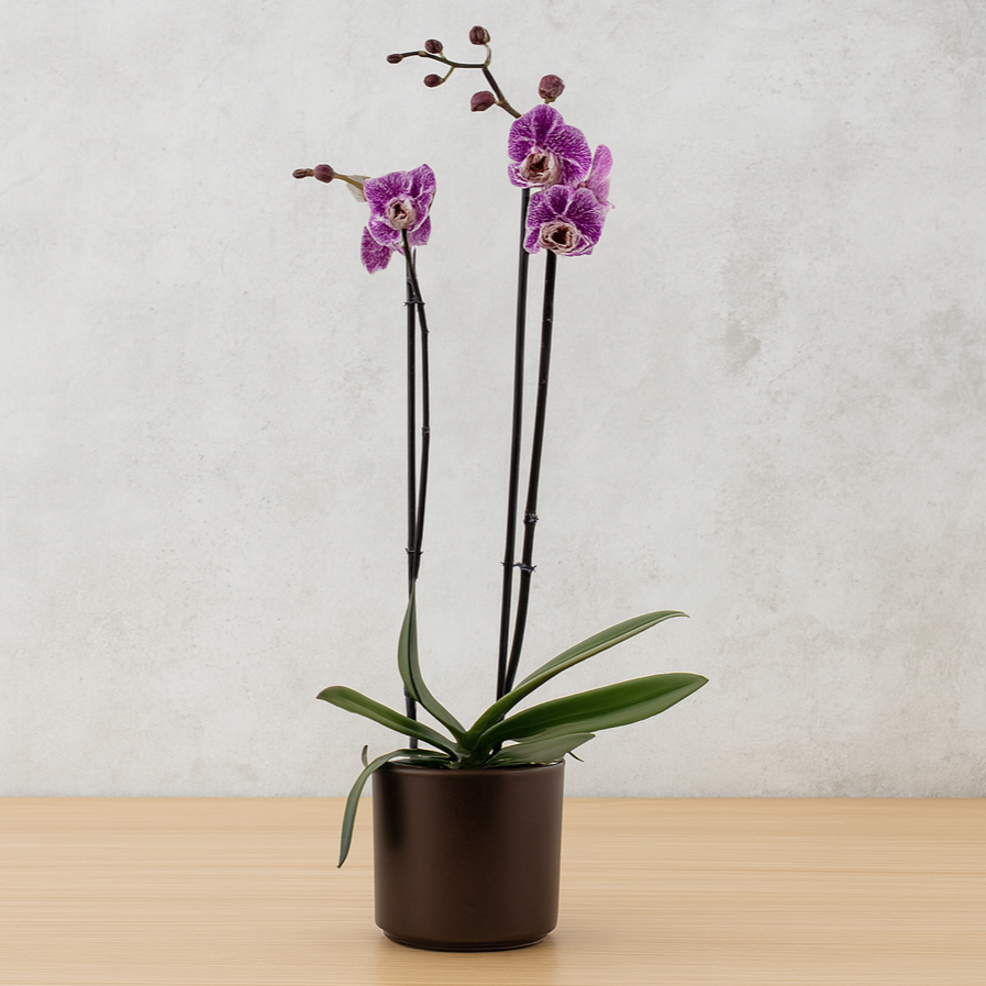 Phalaenopsis Impulsive Ă12