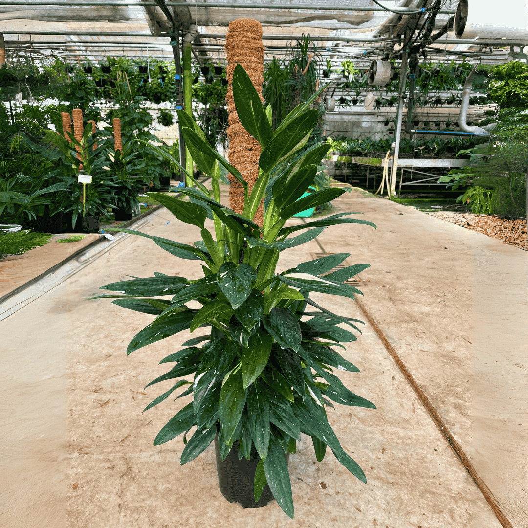 Philodendron Cobra