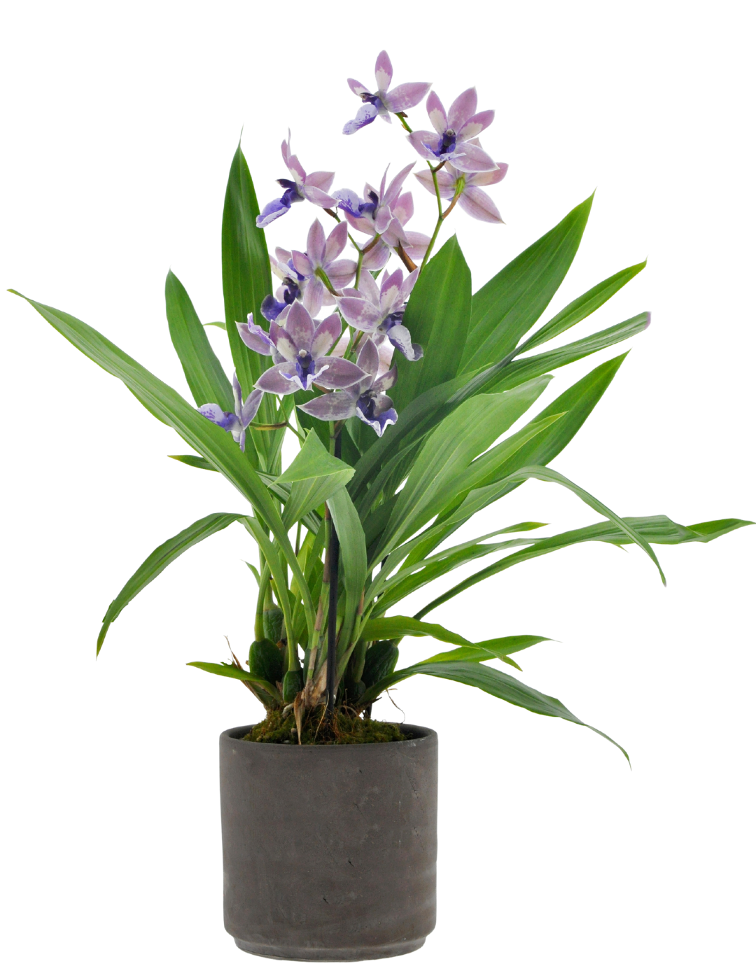 Zygopetalum Blue