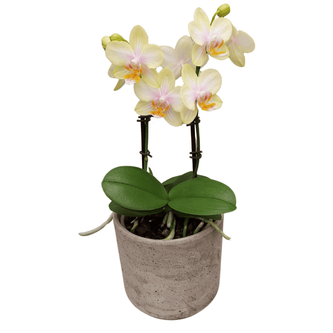 Phalaenopsis Gloria Ă12