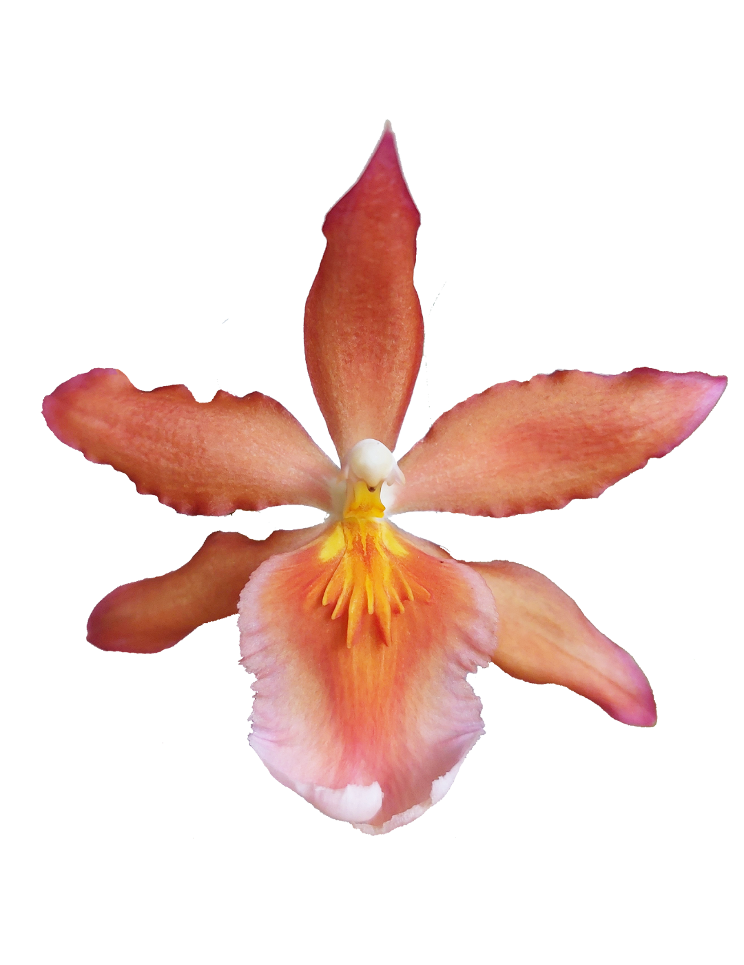 Vuylstekeara Nora