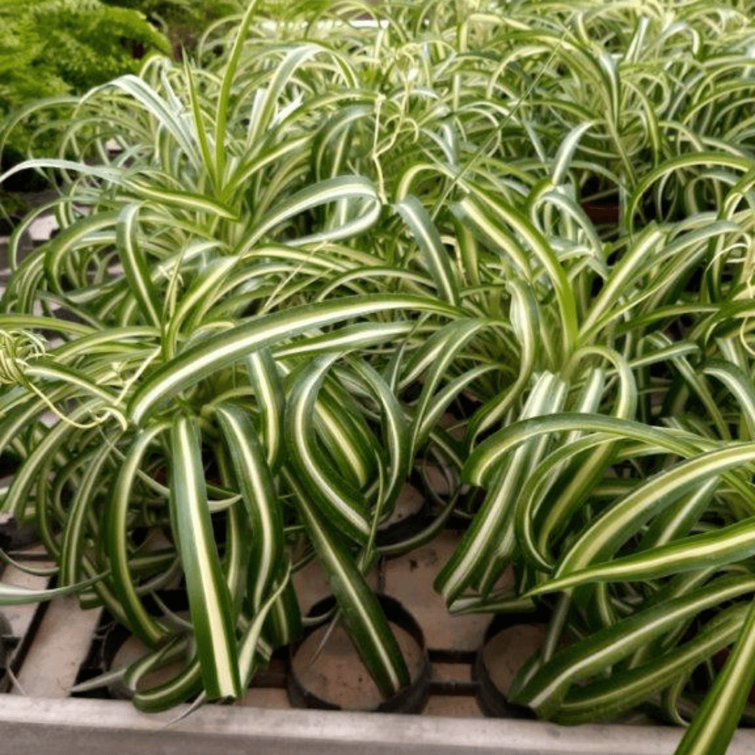 Chlorophytum Bonnie Ø14 -