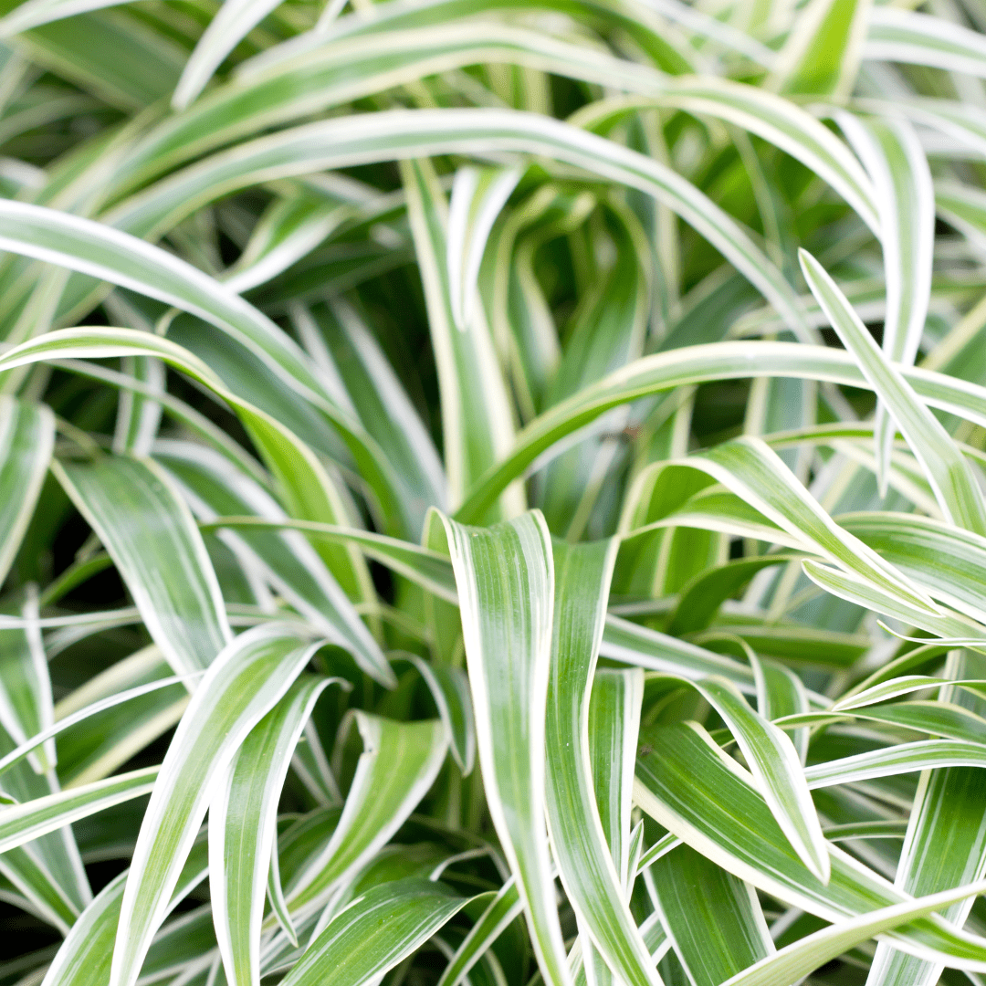 Chlorophytum Bonnie Ø14 -