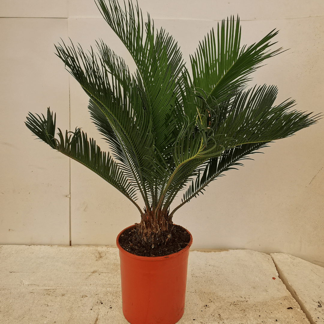 Cycas -