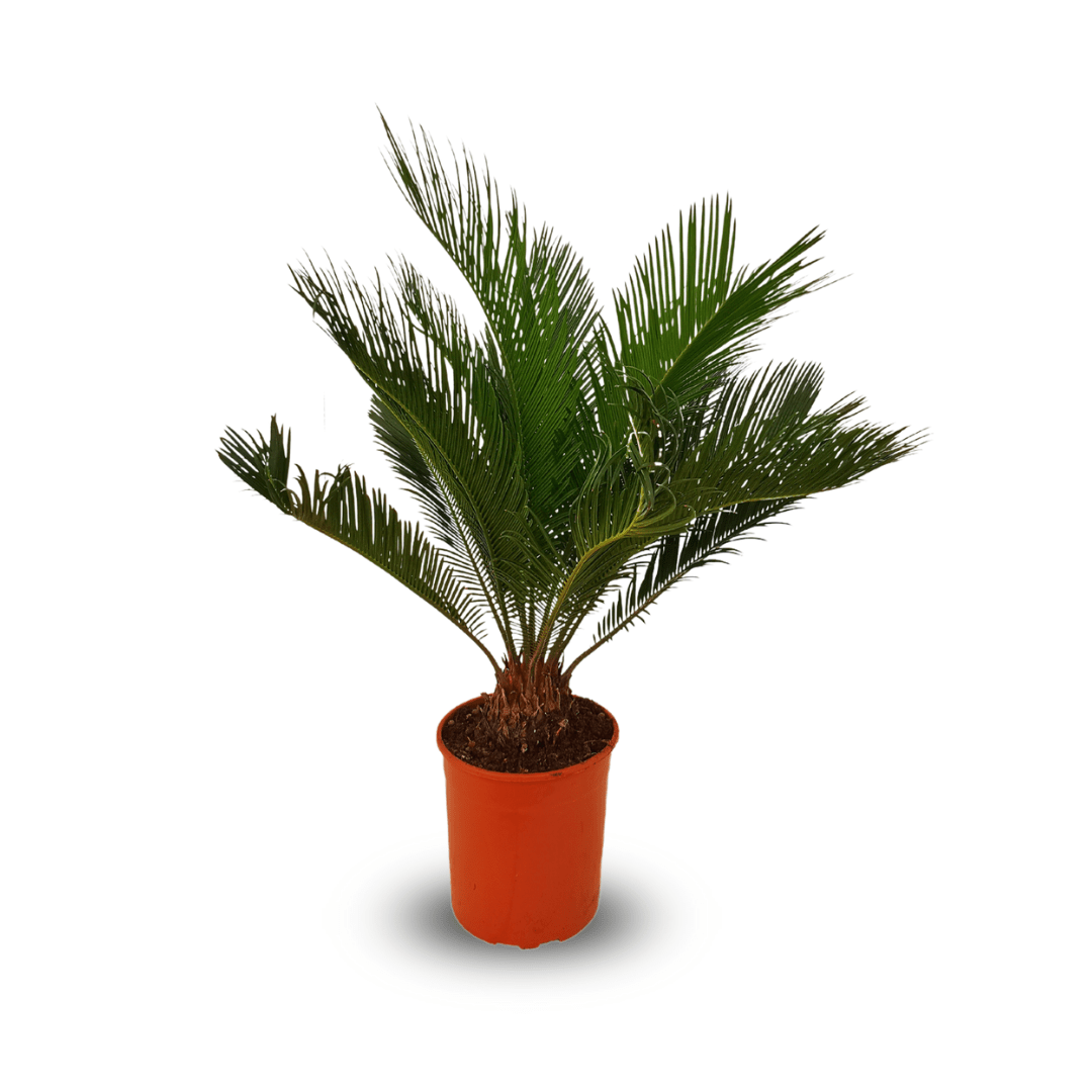 Cycas -