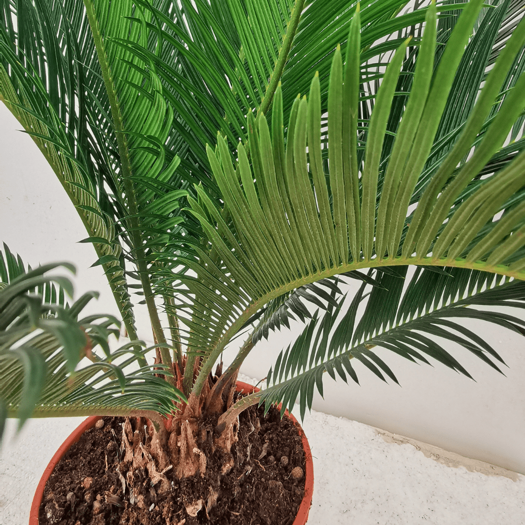 Cycas -