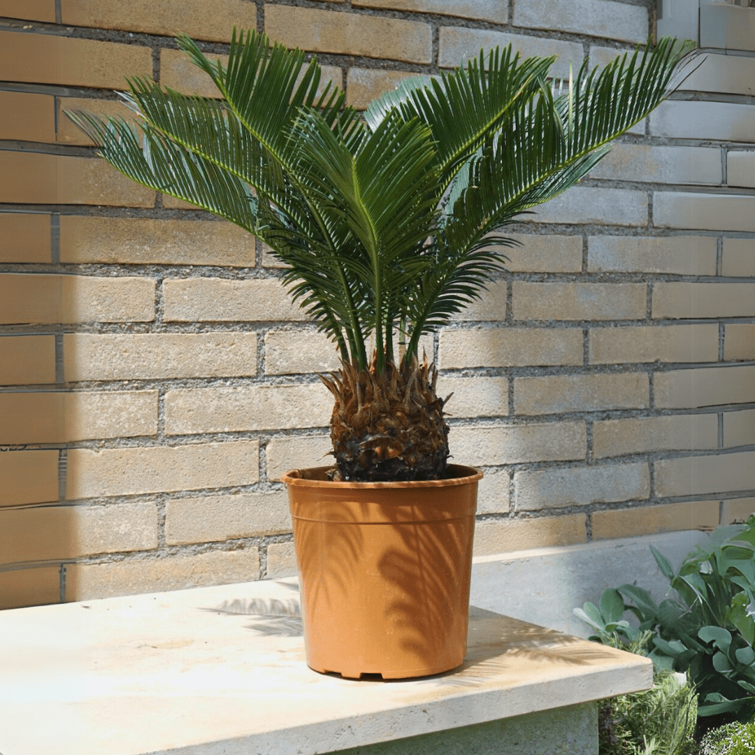 Cycas -