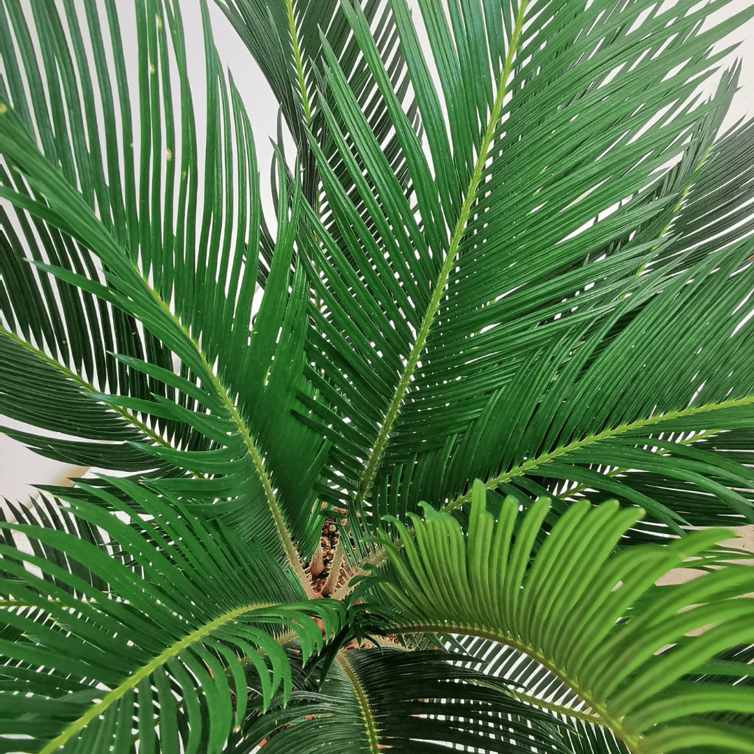 Cycas -