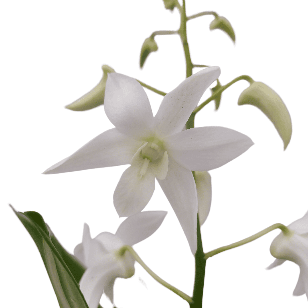 Dendrobium Ida -