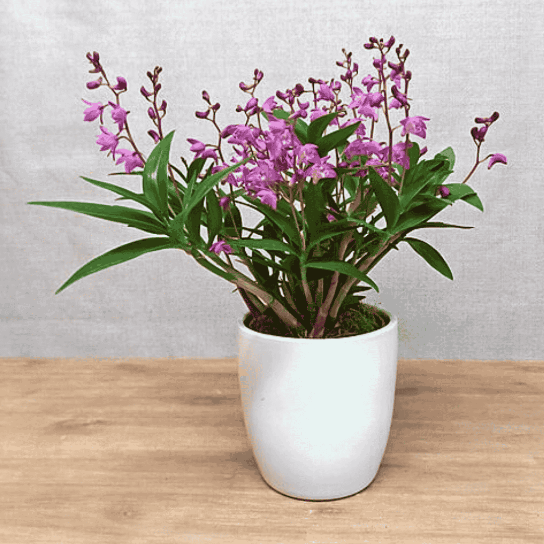 Dendrobium Kingianum Rosa -