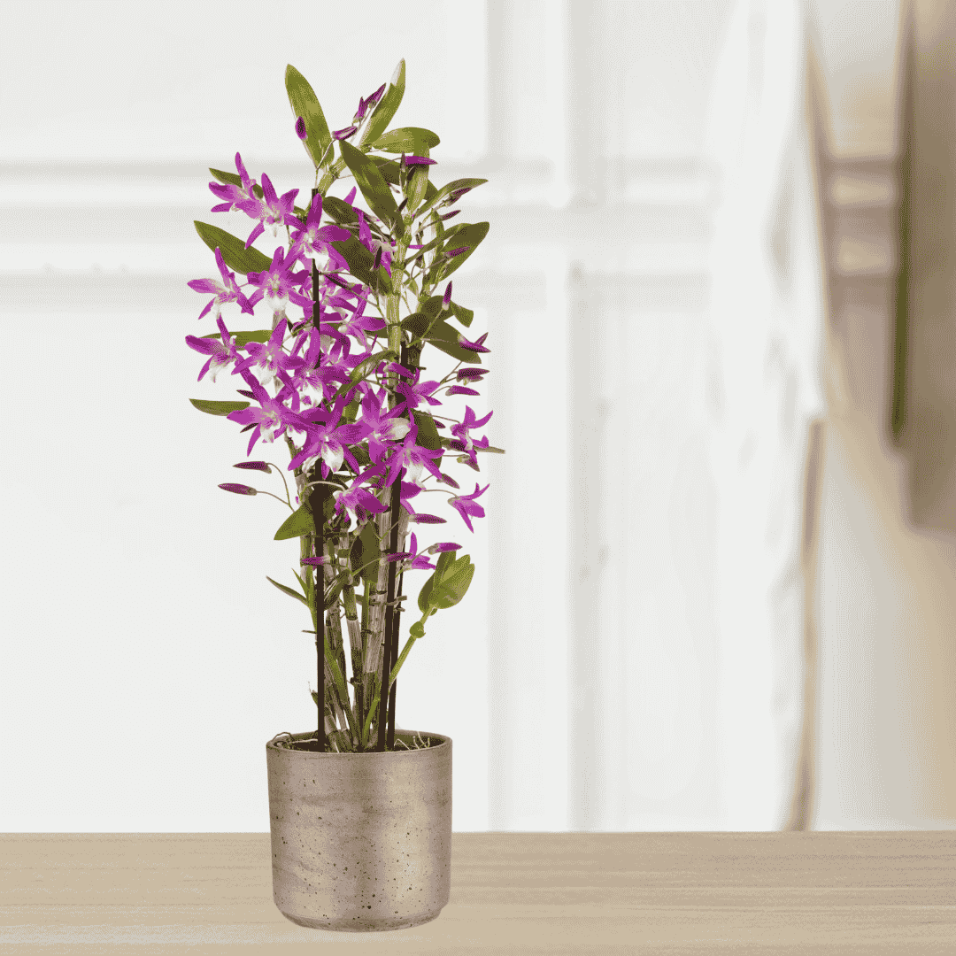 Dendrobium Rainbow Dance -