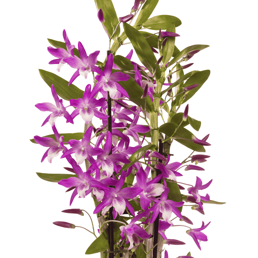 Dendrobium Rainbow Dance -